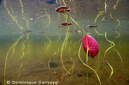 Water lilies surface reflection. by Dominique Danvoye 