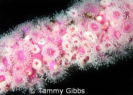These jewel anemones have encrusted the handrails on the ... by Tammy Gibbs 