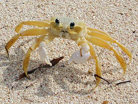 Little Ghost Crab on Little Cayman Island, BWI. by Jim Chambers 