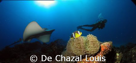 Lucky diver by De Chazal Louis 