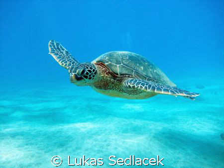 hawaiian turtles by Lukas Sedlacek 