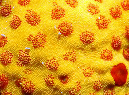 Part of a Starfish, Nikon D80, 60mm by Andy Kutsch 