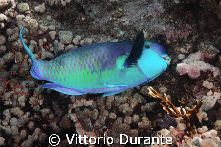 A parrot fish by Vittorio Durante 