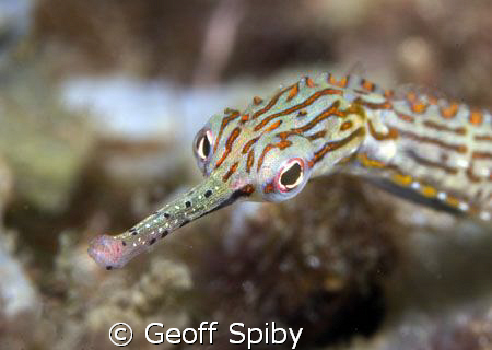close up of a pipefish by Geoff Spiby 