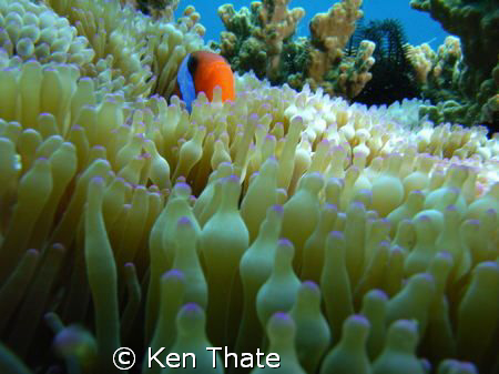 Pic shot of Clown Fish peeking out..  macro pic shot with... by Ken Thate 