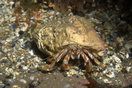 Hermit Crab, Farne Islands by Alan Fryer 