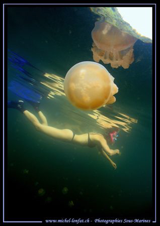 Diving the jelly fish lake in Palau with my wife... :O) .... by Michel Lonfat 