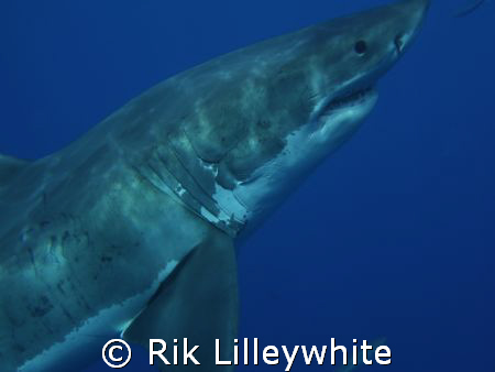 Great White pass, Guadelupe Island Mexico 2007. Awesome p... by Rik Lilleywhite 