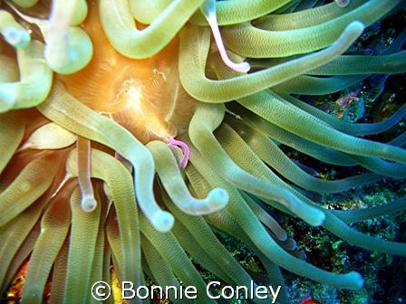 Anemone seen in Grand Cayman August 2008.  Photo taken wi... by Bonnie Conley 