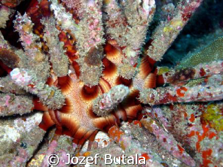 Slate pencil sea urchin by Jozef Butala 