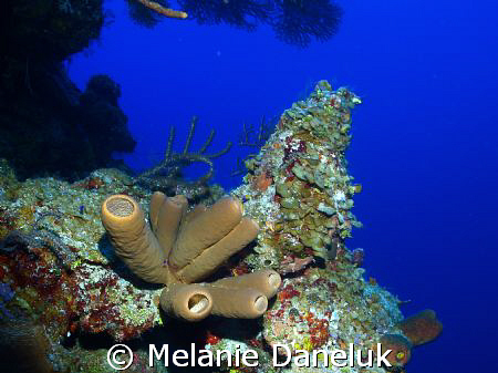 Amazing sponges at about 100 ft by Melanie Daneluk 