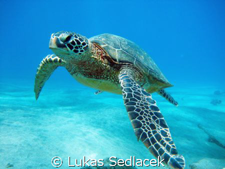 hawaiian  turtles by Lukas Sedlacek 