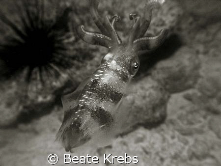 Squid at night , black and white with Canon S70 by Beate Krebs 