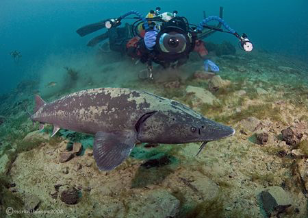 Mr H & Sturgeon.
Last dive of the year, Capernwray today... by Mark Thomas 