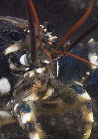 Common lobster. Menai straits. D200, 60mm. by Derek Haslam 