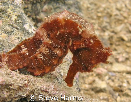Pacific Seahorse taken with Canon G7 near Playa Coco Cost... by Steve Harms 