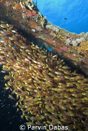 school of glass sweepers inside a wreck with an outside view by Parvin Dabas 