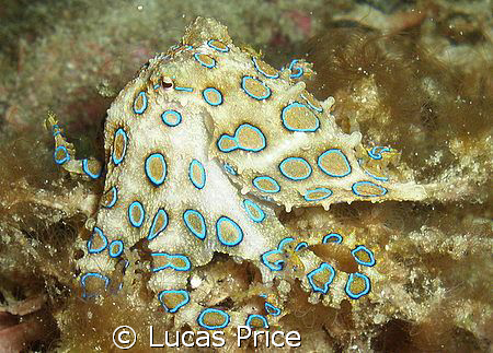 a beautiful blue ringed octopus by Lucas Price 