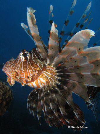 Yet another lionfish!  Was counting the lionfish on this ... by Maria Munn 
