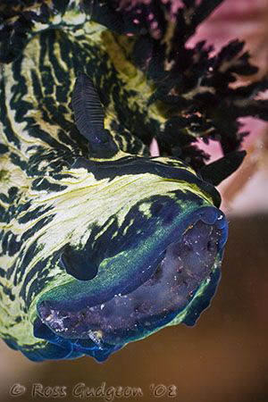 Dinner time, Nembrotha milleri feeding on a colony of asc... by Ross Gudgeon 