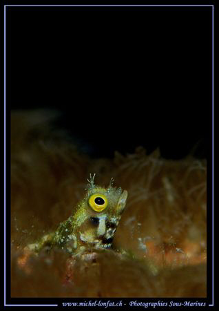 A small Blennie having a "peek out-side" ... :O) .... by Michel Lonfat 