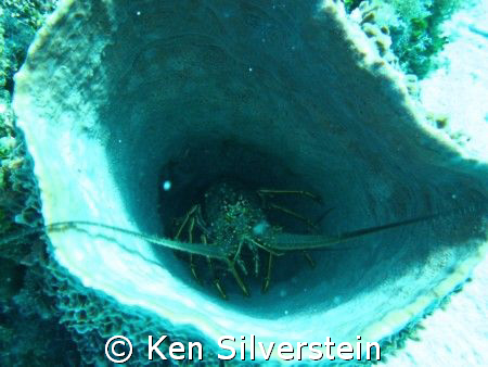 Lobster that is hiding! by Ken Silverstein 