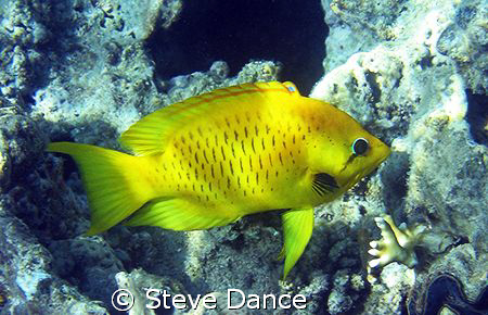 I believe this to be the yellow form of a female Slingjaw... by Steve Dance 