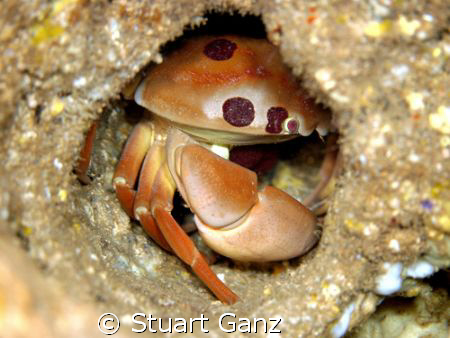 7-11 Crab. Photograph taken with Canon 20D W/60mm macro l... by Stuart Ganz 