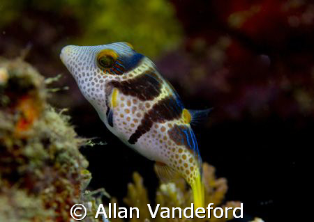 Colorful Toby found at Asphalt Pier in Buton, South Sulaw... by Allan Vandeford 