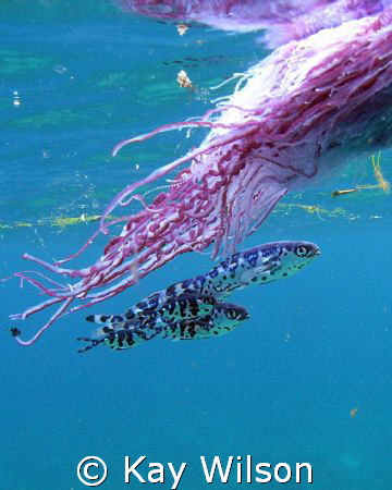 Portuguese Man of War with Man of War Fish, Castle Bay, S... by Kay Wilson 