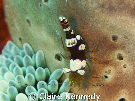 Squat Shrimp next to an anemone - just happen to be a who... by Claire Kennedy 