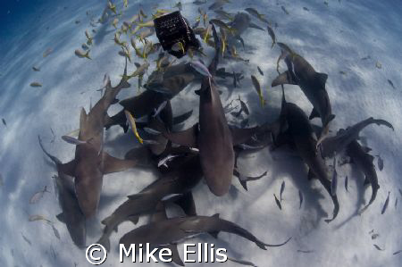 Shark head soup.....
Lemon sharks checking out the bait ... by Mike Ellis 