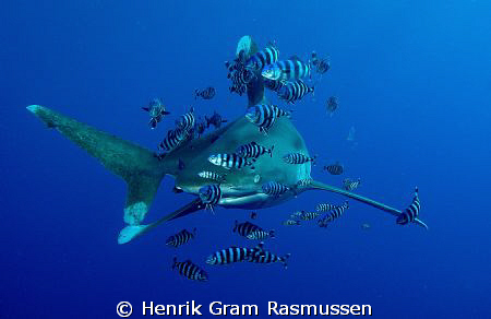 Oceanic Whitetip with his buddies :) by Henrik Gram Rasmussen 