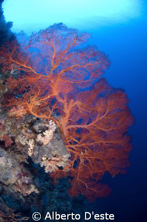 Soft Coral in Blue Corner
Ninon D70S - 10,5mm - DS125 by Alberto D'este 
