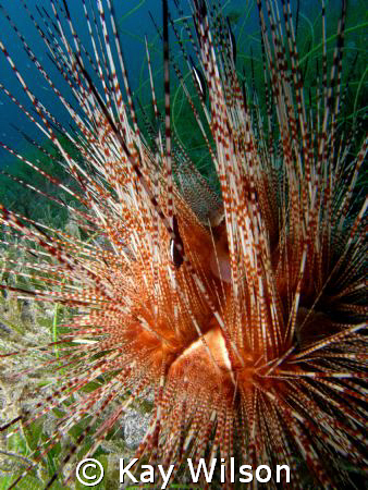 Magnificent Urchin with Urchin Shrimps, Critter Corner, S... by Kay Wilson 