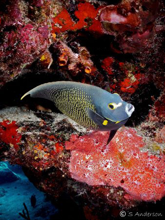 This photo of a French Angelfish was taken in October 200... by Steven Anderson 