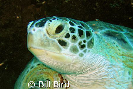 Turtle head shot. by Bill Bird 