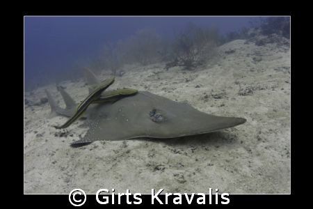 Guitar shark (depth 38m) by Girts Kravalis 