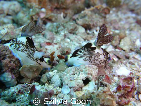 Nudibranchs chat too. by Szilvia Gogh 