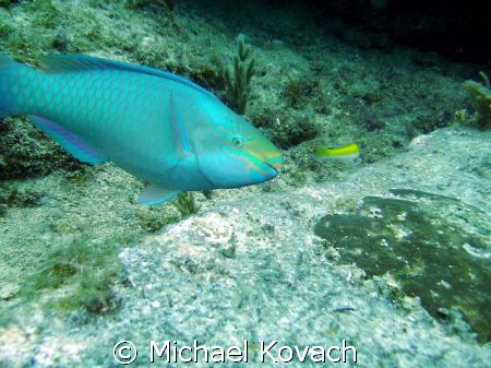 Parrot fish on the Inside Reef at Lauderdale by the Sea by Michael Kovach 