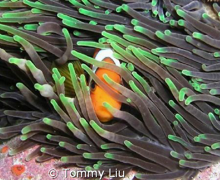A clown fish is shyly hiding behind the anemone by Tommy Liu 
