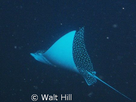 This was on one of our last dives and floating next to th... by Walt Hill 