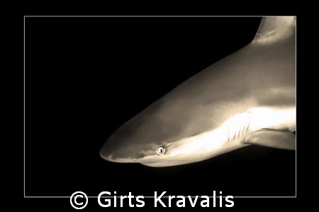 Grey reef shark by Girts Kravalis 