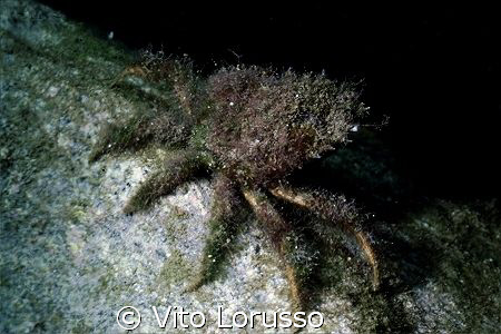 Crabs - Granceola - Maja  squinado by Vito Lorusso 