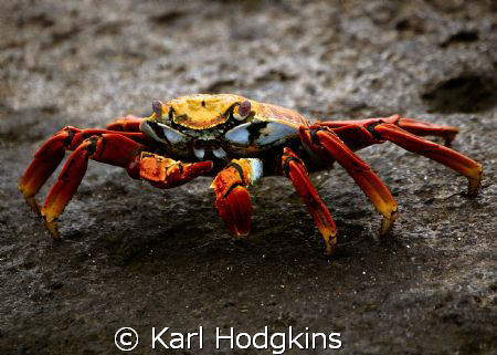 Colourful crab! by Karl Hodgkins 