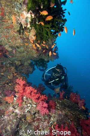 Diver swimming along reef in Fiji by Michael Shope 