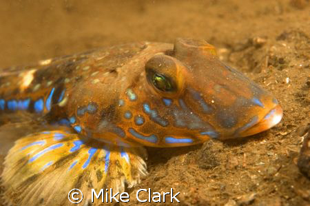 male dragonet with vivid blue stripes. by Mike Clark 