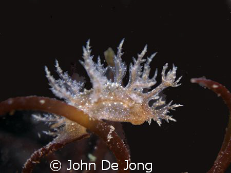 Dendronotus frondosus. Most of the time hidden, I was luc... by John De Jong 