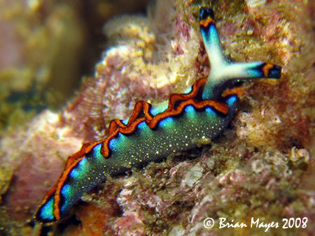 A brightly coloured nudibranch (Thuridilla indopacifica).... by Brian Mayes 