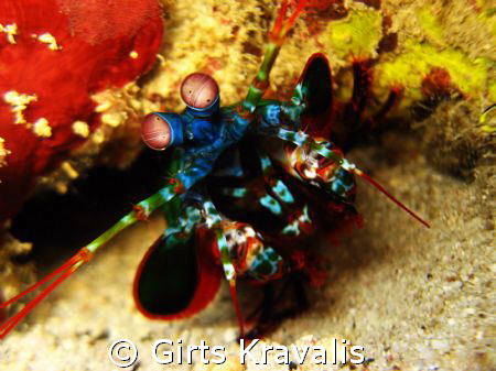 Manthis shrimp.My first steps in underwater photography,b... by Girts Kravalis 